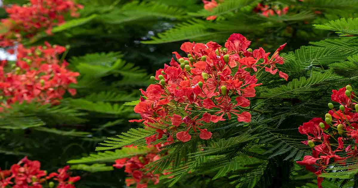 Tải xuống miễn phí file thiết kế Background hoa phượng