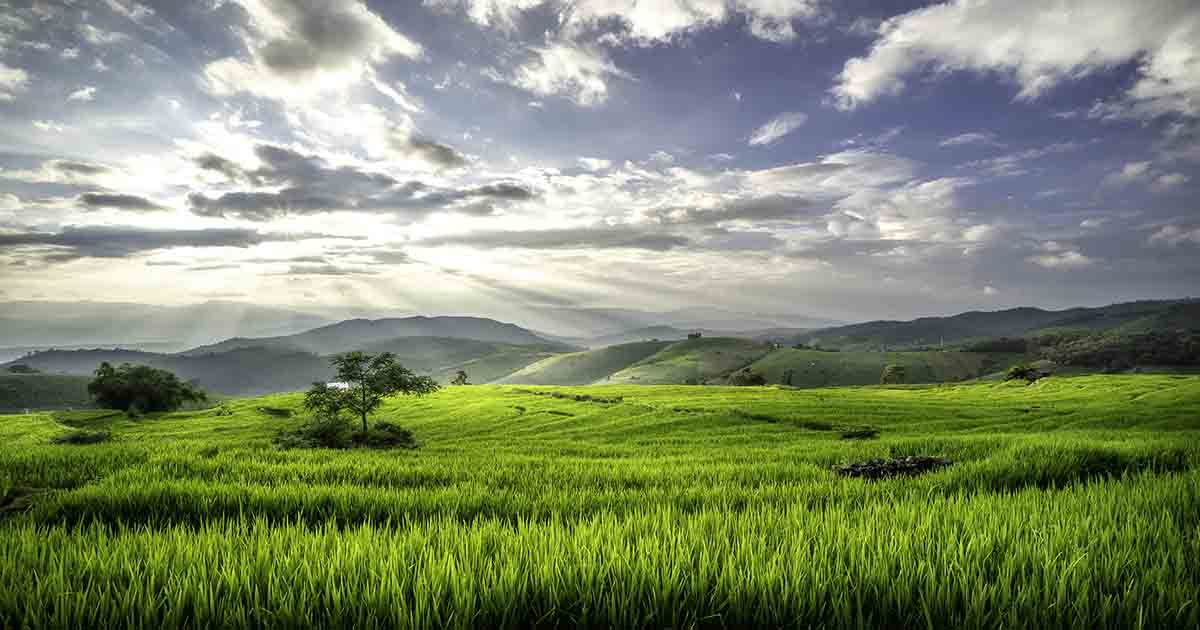 Tải xuống miễn phí file thiết kế Background đồng quê