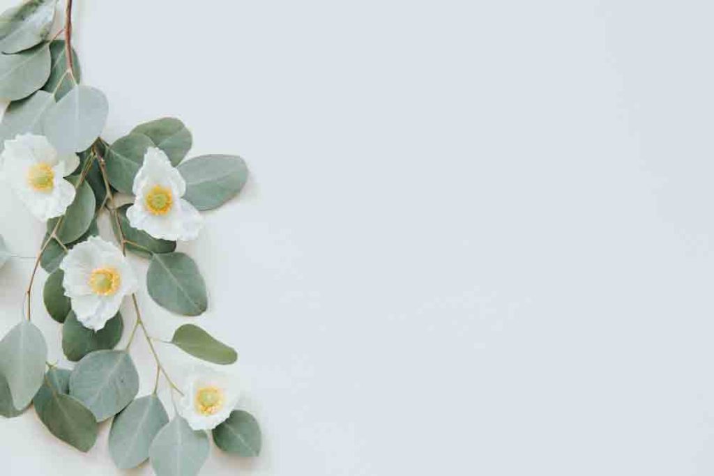 white poppy with eucalyptus leaves background